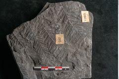 Foto (Detailansicht) von Senftenbergia crenata Lindl. et H. (NHMW-GEO-2024-0188-10940)